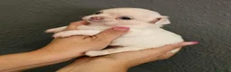 Chihuahua perros en venta: Chihuahua pelo largo - Anuncio 3