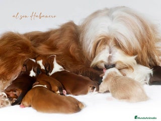 Bichón Habanero perros en Tarragona - Anuncio 7