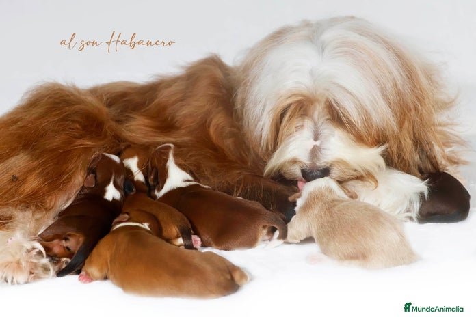 Bichón Habanero perros en Tarragona - Anuncio 4