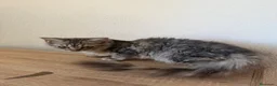 Raza Mixta gatos en venta: Brithis con mestizo  - Anuncio 3