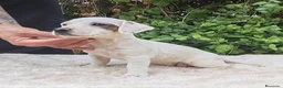 Jack Russell Terrier perros en venta: Jack Russell 500€ precio real  - Anuncio 4