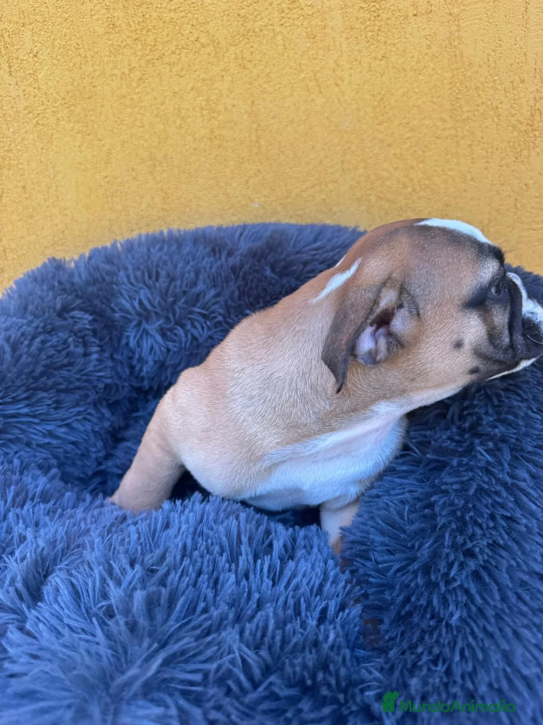 Bulldog Inglés perros en venta: Hembra bulldog ingles - Anuncio 2