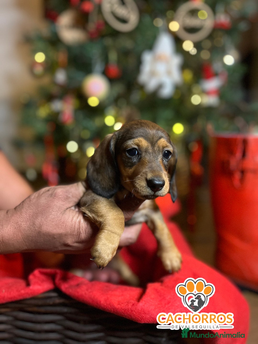 Teckel Miniatura perros en venta: Teckel  - Anuncio 6