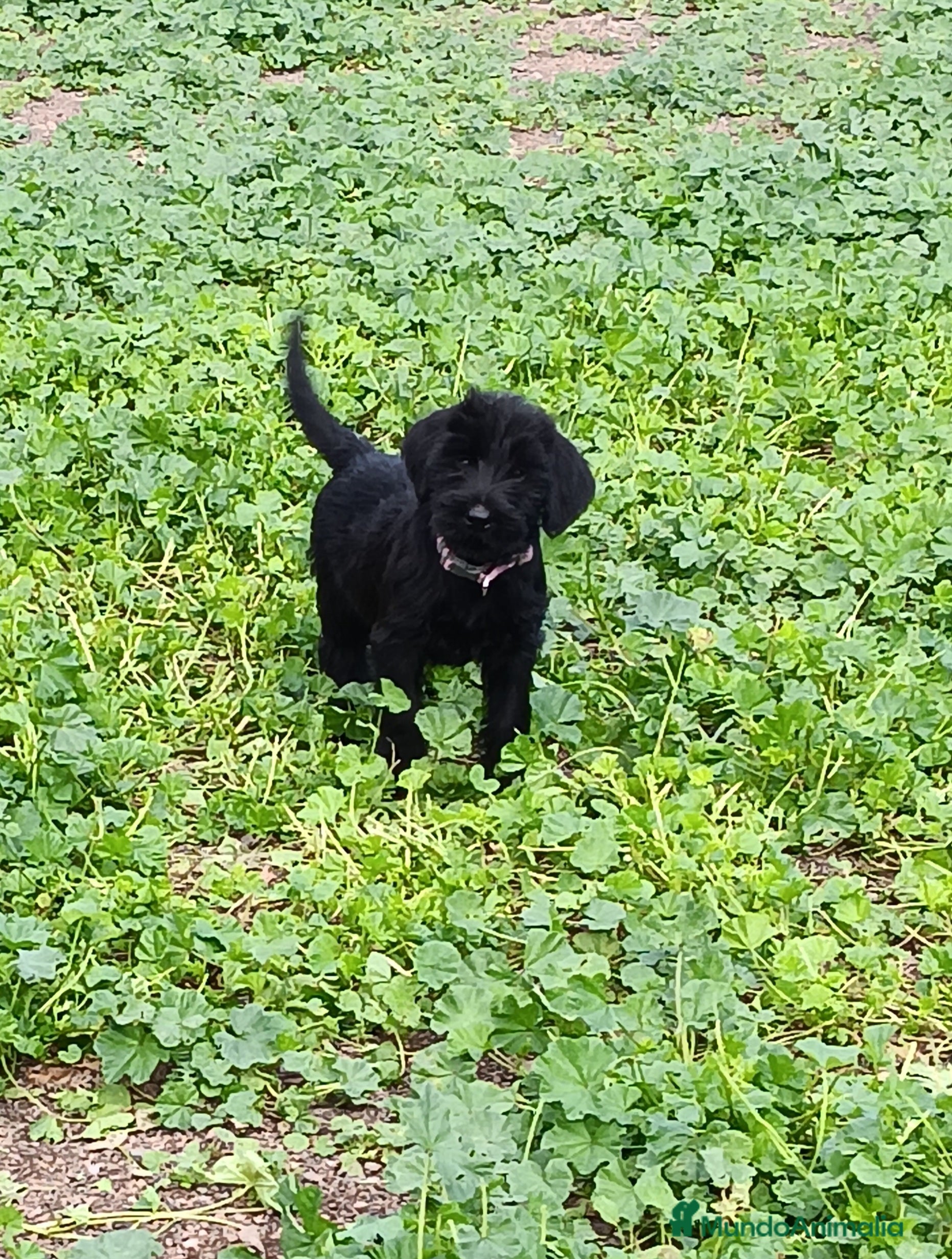 Schnauzer Gigante perros Schnauzer Gigante  - Anuncio 1