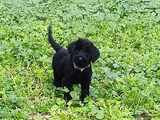 Schnauzer Gigante perros Schnauzer Gigante - Anuncio 1