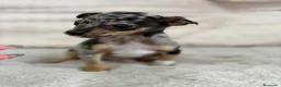 Pinscher Miniatura perros en venta: Pincher miniatura Merke  - Anuncio 2