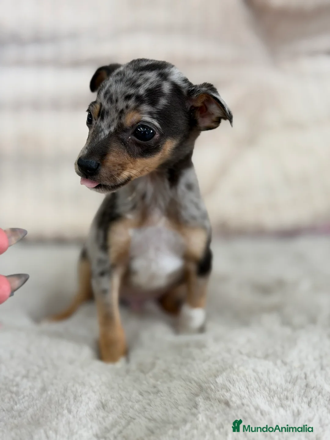 Pinscher Miniatura perros en venta: Pincher miniatura Merke  - Anuncio 2