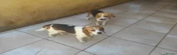 Beagle perros en venta: Beagle  - Anuncio 2
