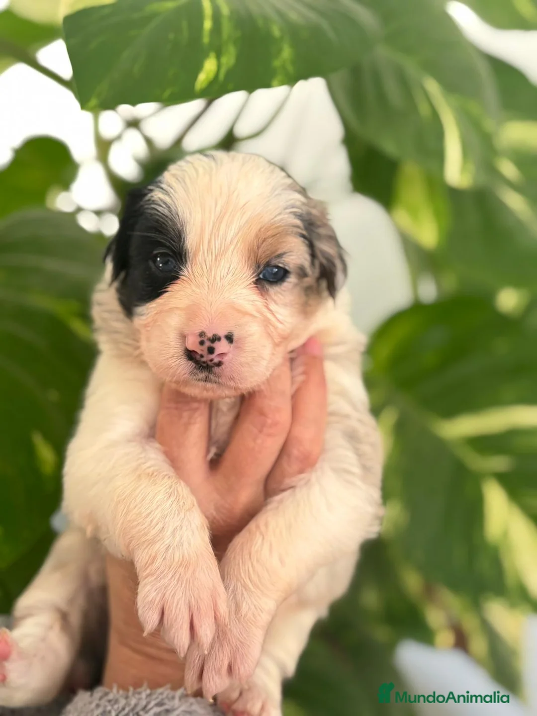 Border Collie perros en venta: Border Collie  - Anuncio 2