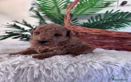 Caniche Toy perros en venta: CANICHE TOY - Imagen 15