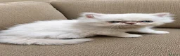 Persa gatos en venta: Preciosos persas chatitos - Anuncio 5