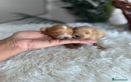 Maltipoo perros en venta: MALTIPOO MACHOS - Imagen 11