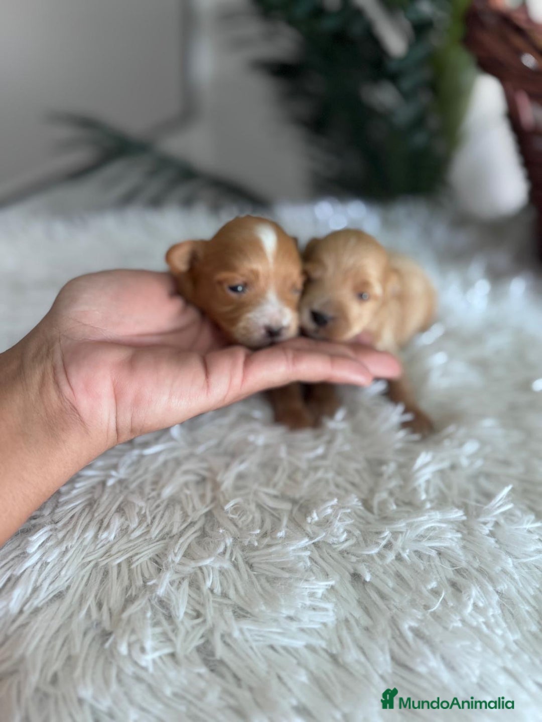 Maltipoo perros en venta: MALTIPOO MACHOS - Imagen 11