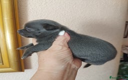 Chihuahua perros en venta: CHIHUAHUAS TOYS BLUE  - Imagen 4