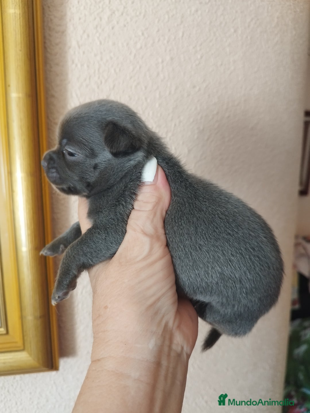 Chihuahua perros en venta: CHIHUAHUAS TOYS BLUE  - Imagen 4
