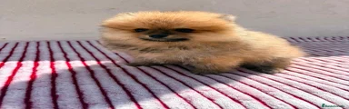 Pomerania 1
