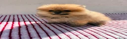 Pomerania perros en venta: Lulu de Pomerania toy  - Anuncio 3