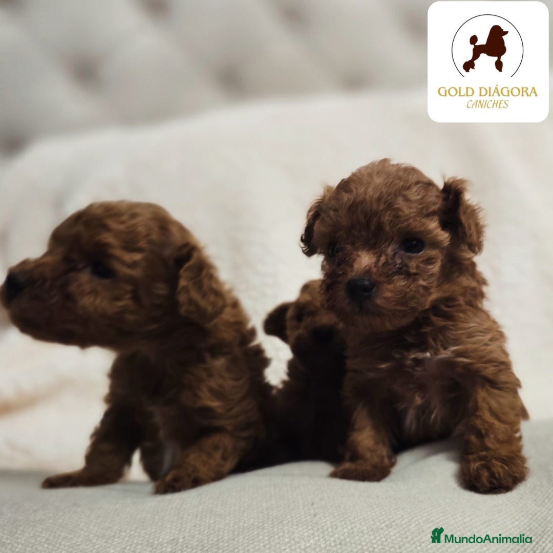 Caniche Toy perros en venta: Caniche rojo toy - Anuncio 5