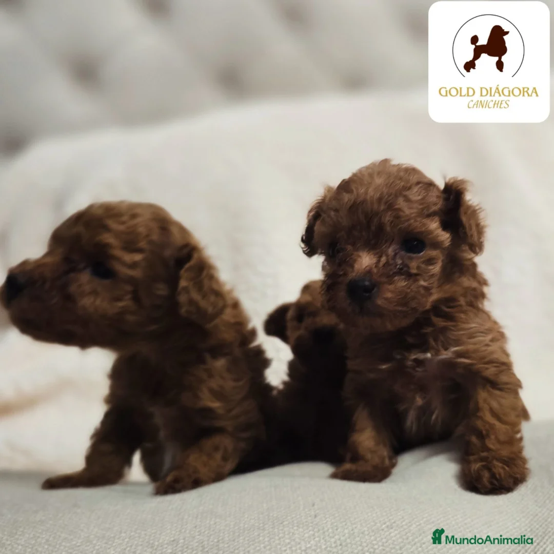 Caniche Toy perros en venta: Caniche rojo toy - Anuncio 5