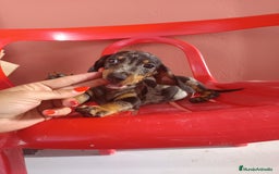 Teckel Miniatura perros en venta: Teckel miniatura arlequín - Imagen 1