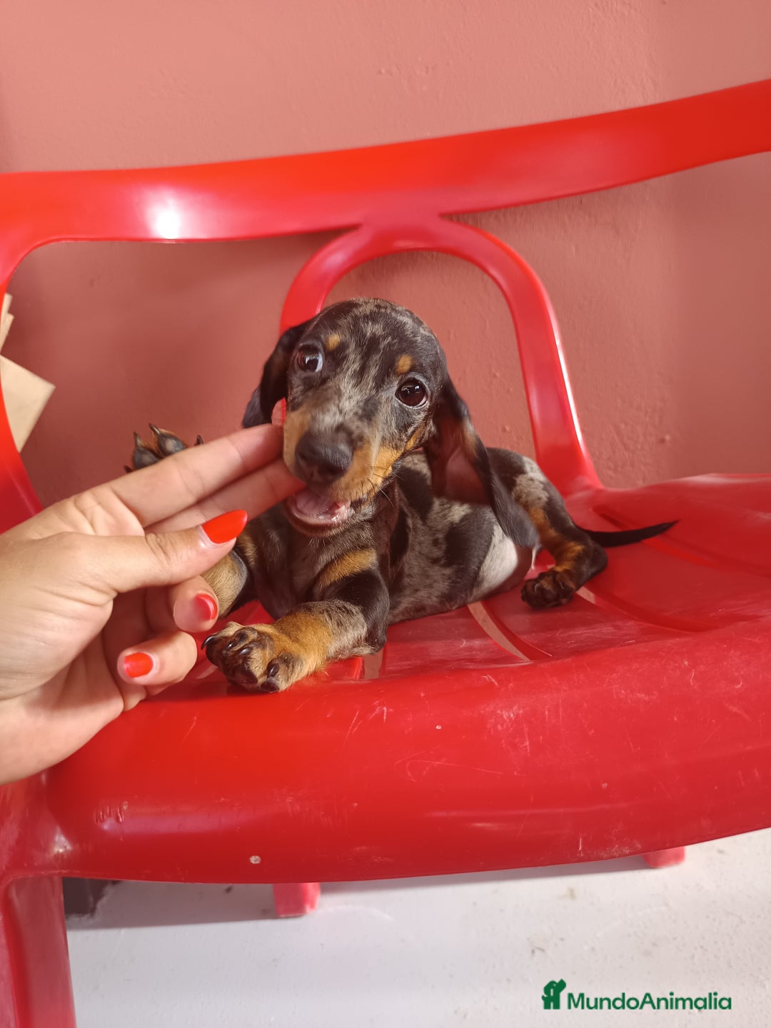 Teckel Miniatura perros en venta: Teckel miniatura arlequín - Imagen 1