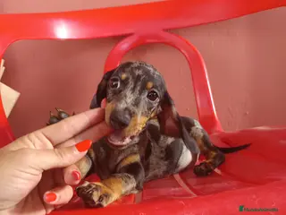 Teckel Miniatura perros Teckel miniatura arlequín - Anuncio 17