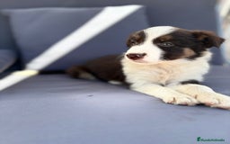 Border Collie perros en venta: Border collie chocolate  - Imagen 19