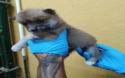 Shiba Inu perros en venta: Cachorros de Shiba Inu - Imagen 10