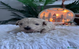 Maltipoo perros en venta: MALTIPOO  - Anuncio 16