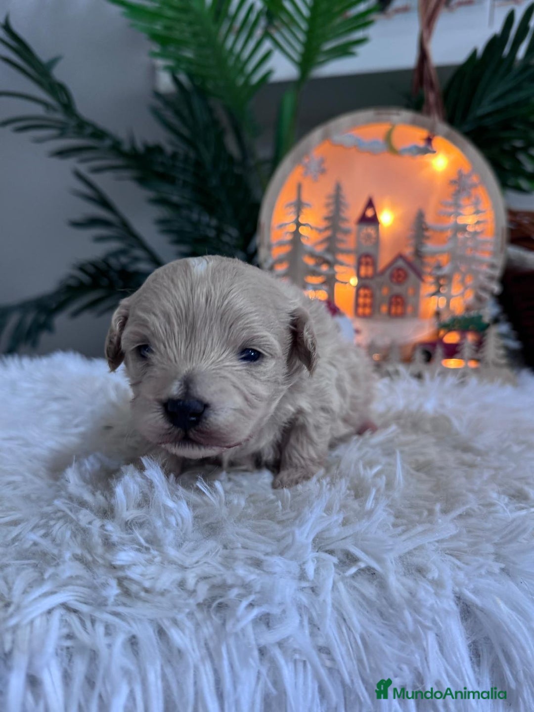 Maltipoo perros en venta: MALTIPOO  - Anuncio 16