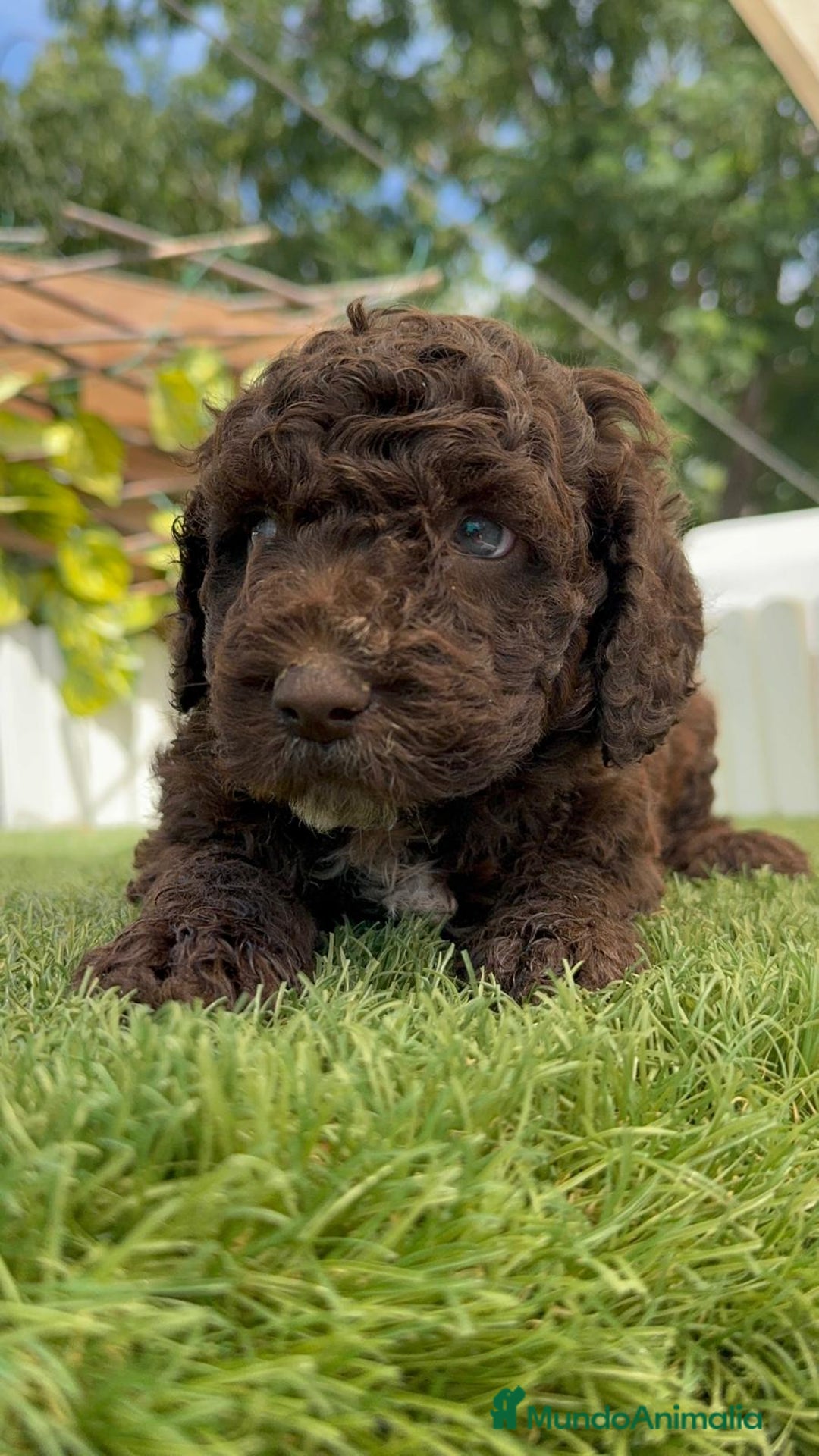Perro de Agua Español perros en venta: PERRO DE AGUA ESPAÑOL - Imagen 2