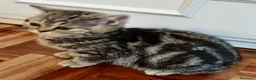 Británico de Pelo Corto gatos en venta: CAMADA DE GATO/AS BRITISH SHORTAIR - Anuncio 12