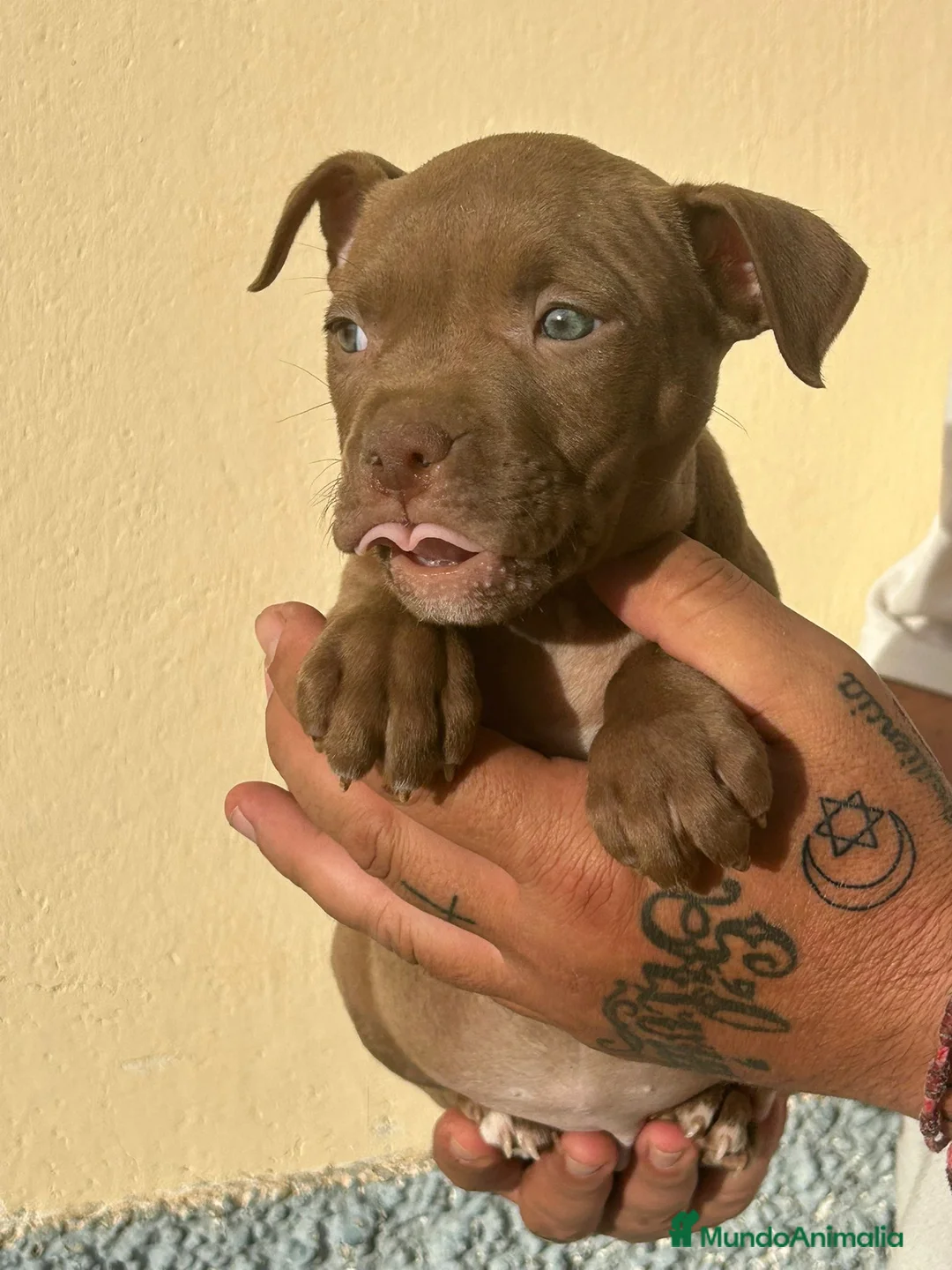 American Pit Bull Terrier perros en venta: Pitbull  - Anuncio 1