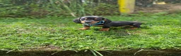 Teckel Miniatura perros en venta: teckel España  - Anuncio 4