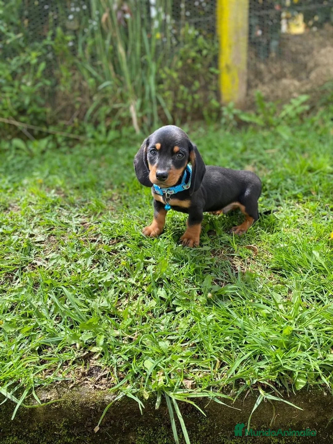 Teckel Miniatura perros en venta: teckel España  - Anuncio 4