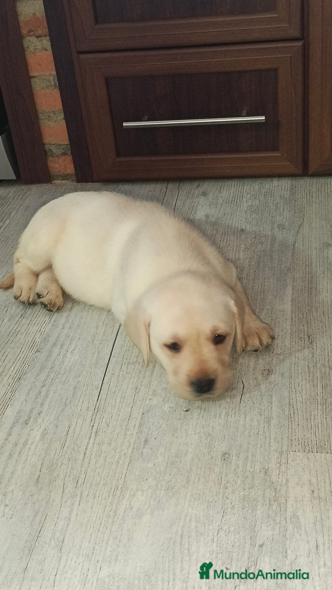 Labrador Retriever perros en venta: Labrador retriever dorado  - Anuncio 6