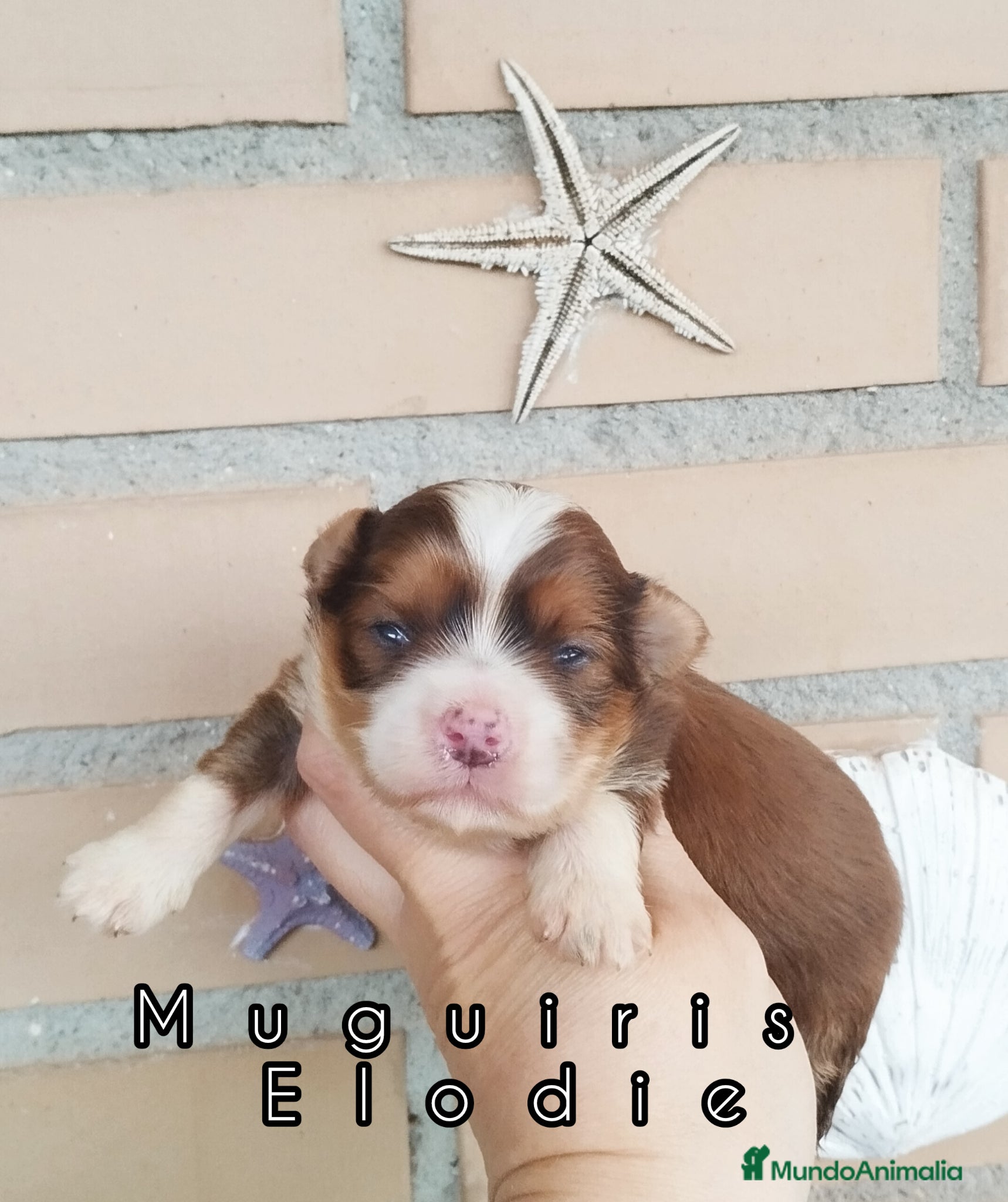 Bichón Habanero perros Muguiris Elodie - Anuncio 1