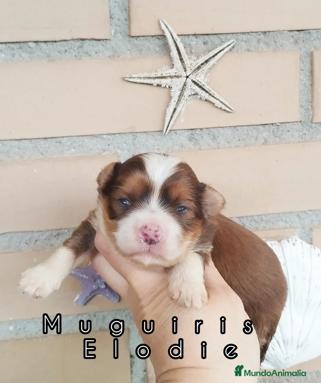 Bichón Habanero perros en venta: Muguiris Elodie - Anuncio 1