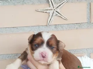 Bichón Habanero perros Muguiris Elodie - Anuncio 4