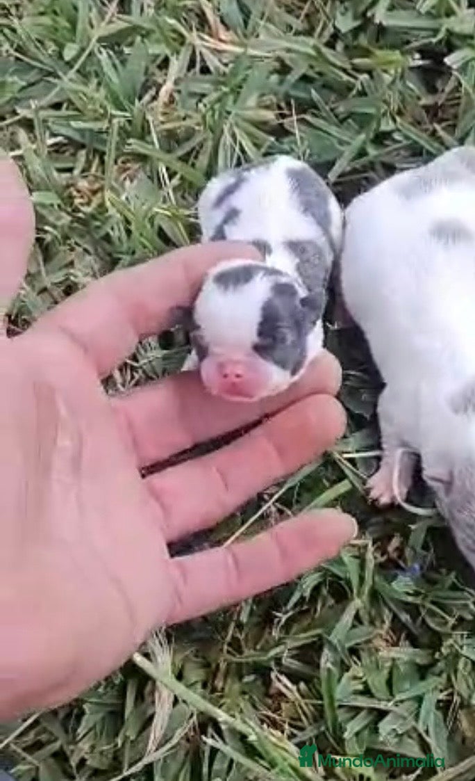 Chihuahua perros Chihuhuas mini machos  - Anuncio 1
