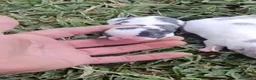 Chihuahua perros en venta: Chihuhuas mini machos  - Anuncio 1