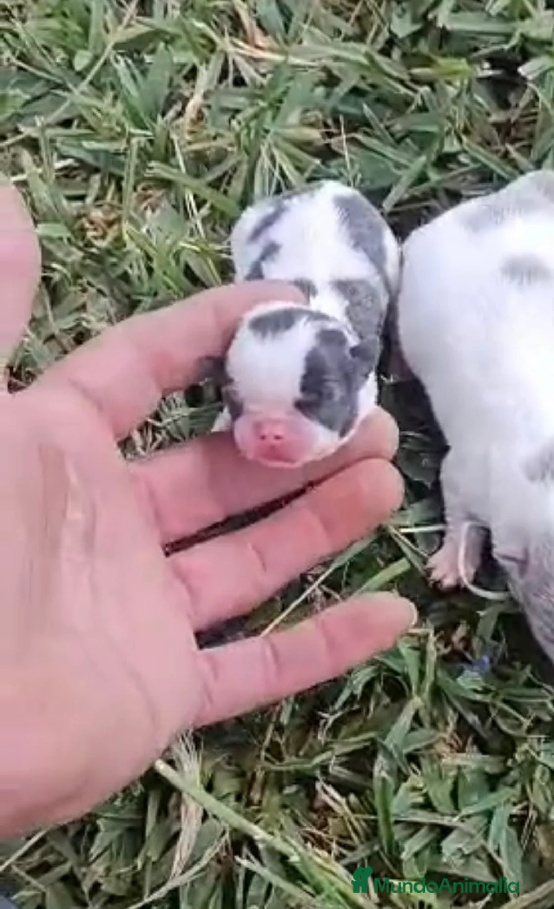 Chihuahua perros en venta: Chihuhuas mini machos  - Anuncio 1