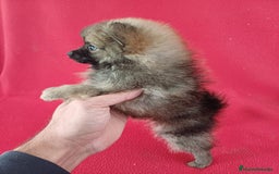 Pomerania perros en venta: Pomerania Standar  - Imagen 2