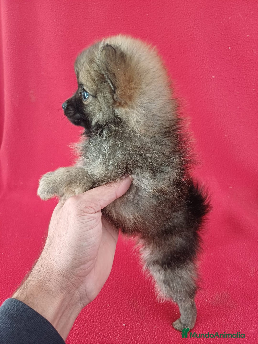 Pomerania perros en venta: Pomerania Standar  - Imagen 2