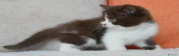 Británico de Pelo Corto gatos en venta: British Shorthair / Longhair  - Anuncio 15