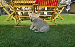Husky Siberiano perros en venta: HUSKY Y LOBO ARTICO - Imagen 12