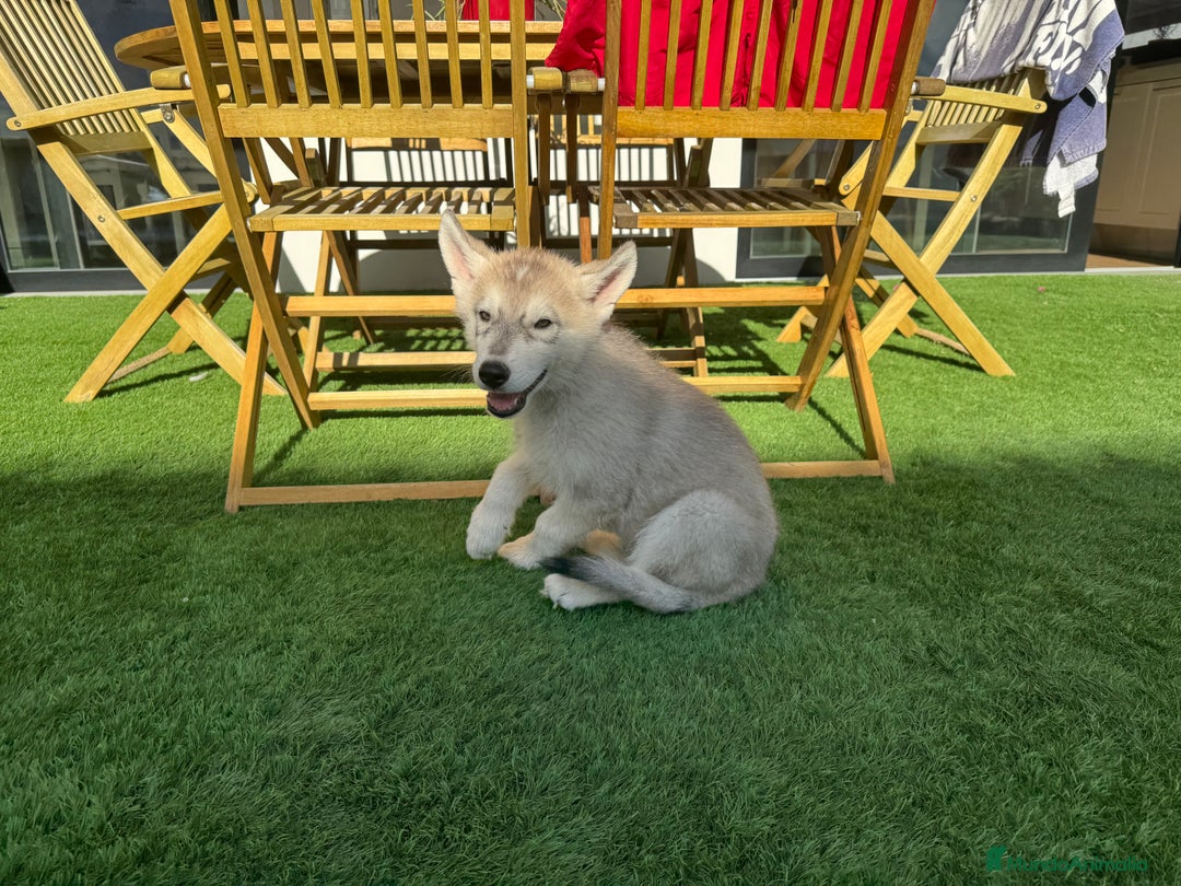 Husky Siberiano perros en venta: HUSKY Y LOBO ARTICO - Imagen 12