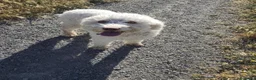 Perro de Agua Español perros en venta: Ultimo perro de aguas bicolor en Madrid - Anuncio 2