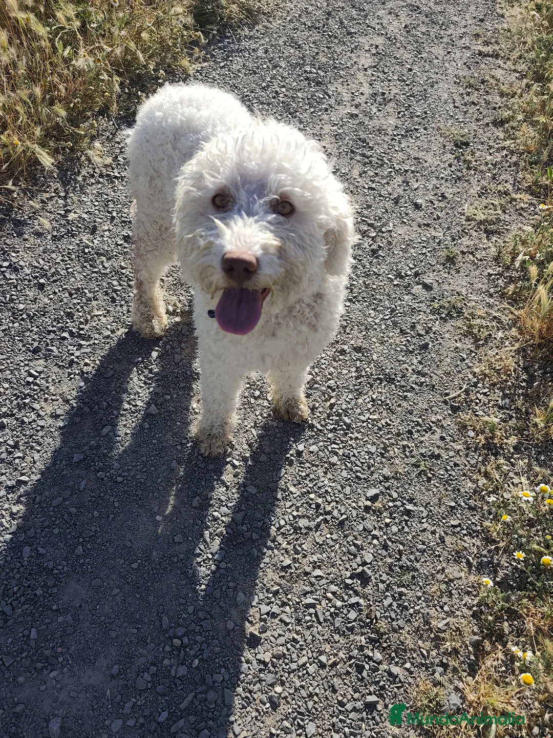 Perro de Agua Español perros en venta: Ultimo perro de aguas bicolor en Madrid - Anuncio 2