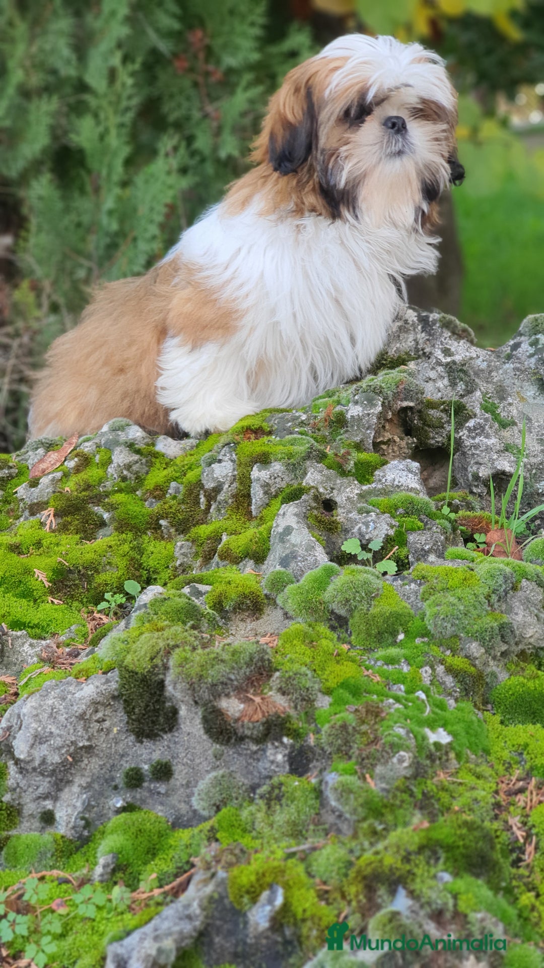 Shih Tzu perros en venta: Shit tzu de 5 meses disponible!! - Imagen 3